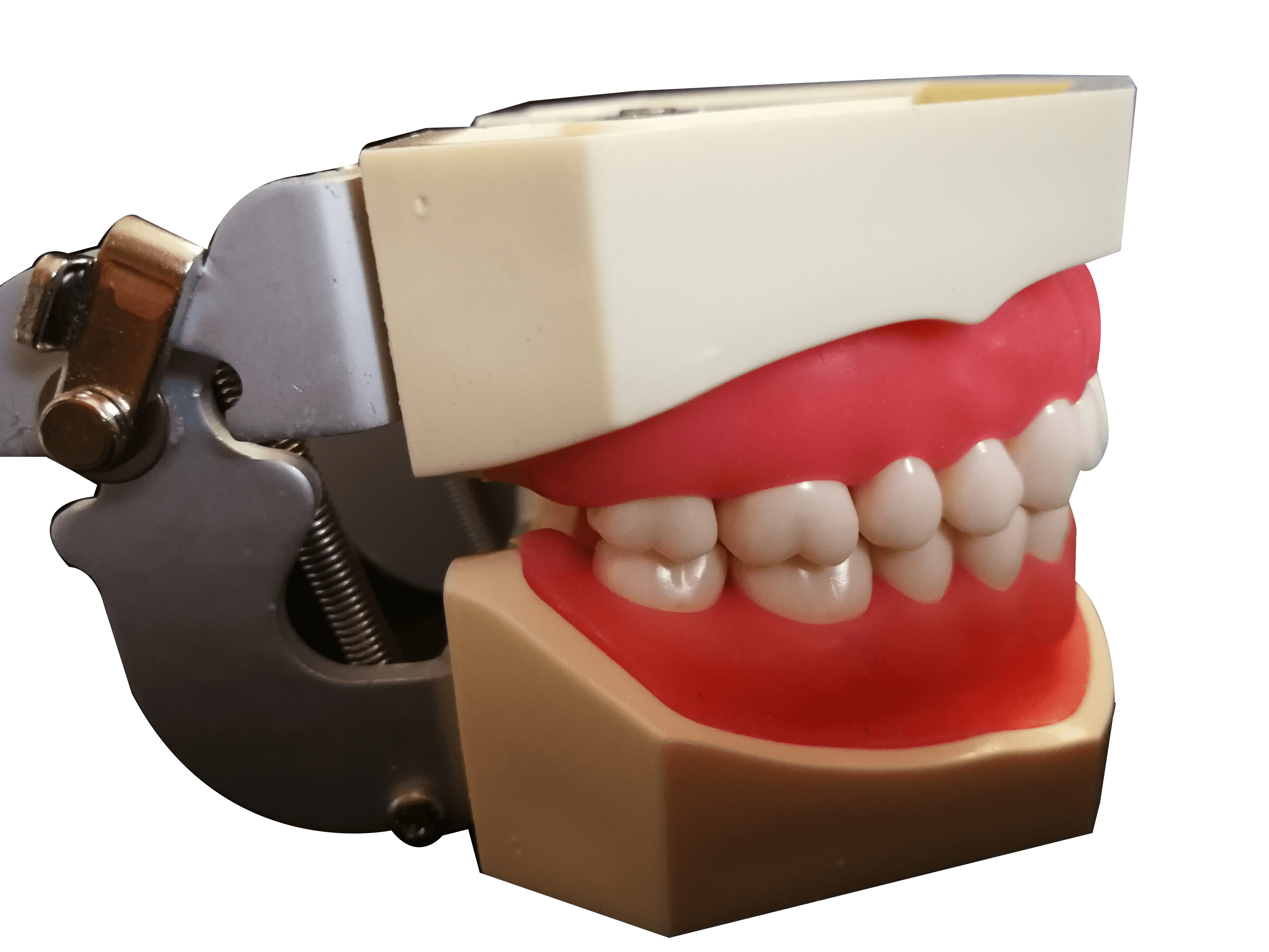 TIPODONTO NISSIN 32 DIENTES